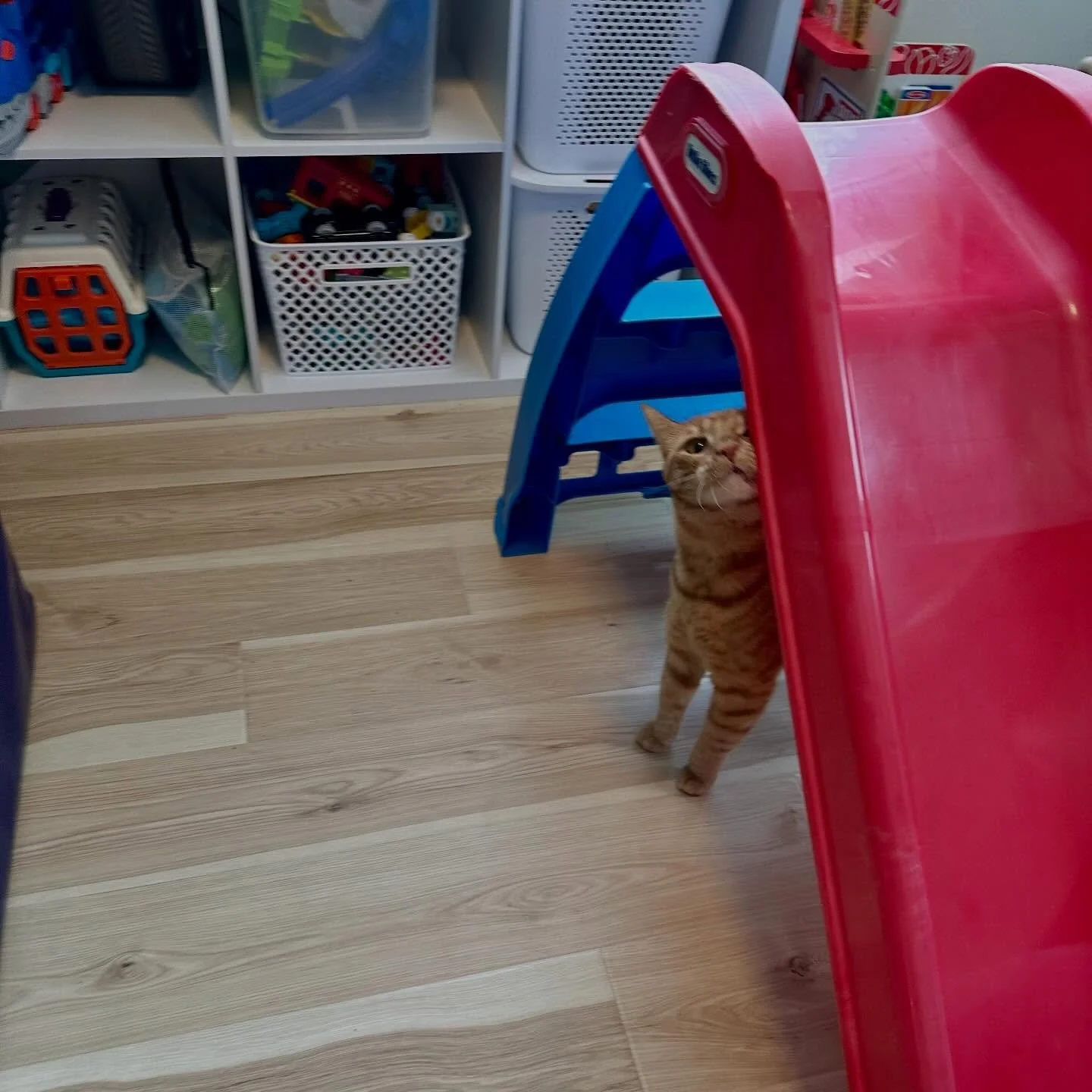 We have an unexpected opening for cat boarding from 4/16-4/30! If you&rsquo;re thinking about planning a trip, have your kitty come hang out in our playroom with us like Tex is 🐾