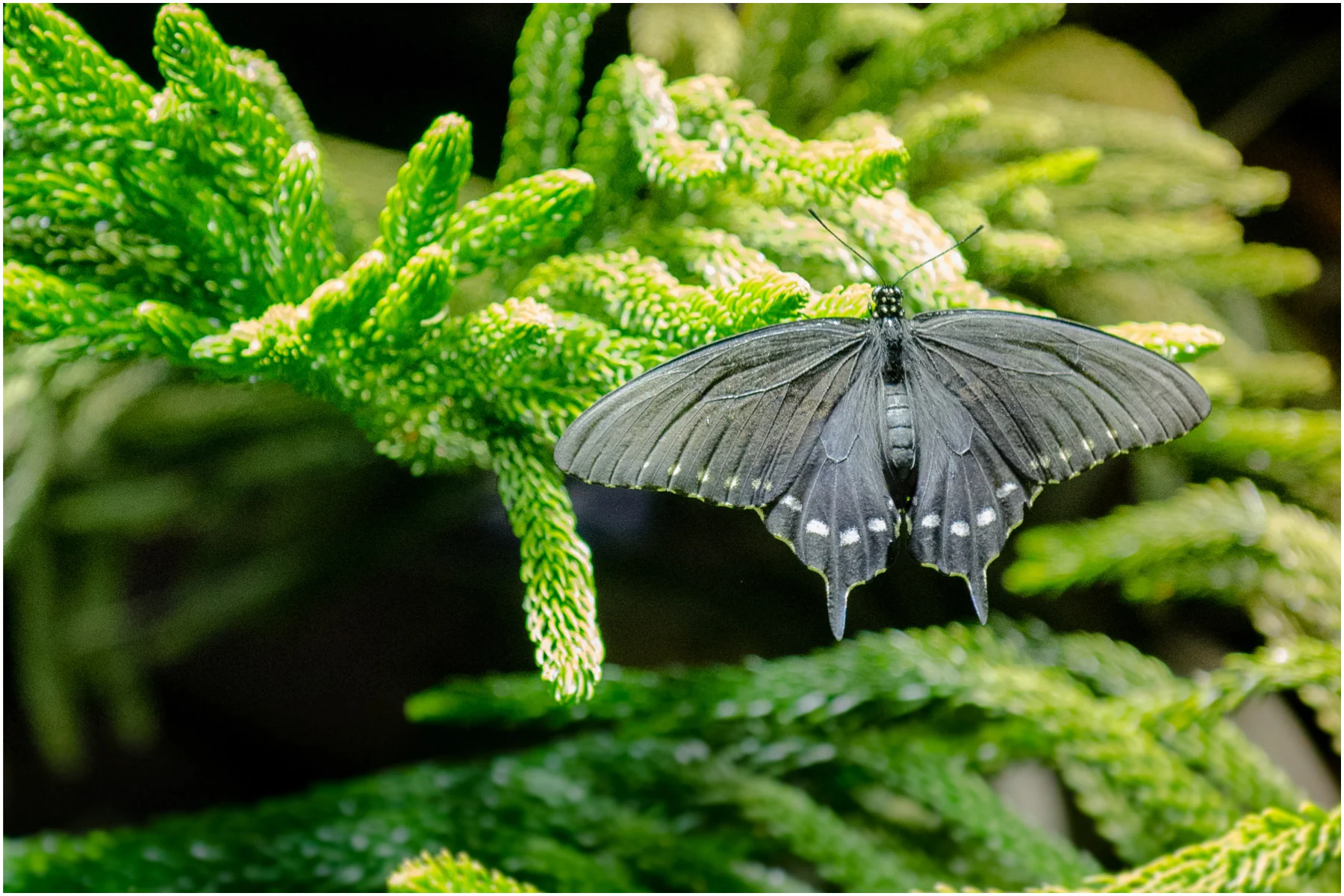 American-Museum-of-Natural-History_10.jpg