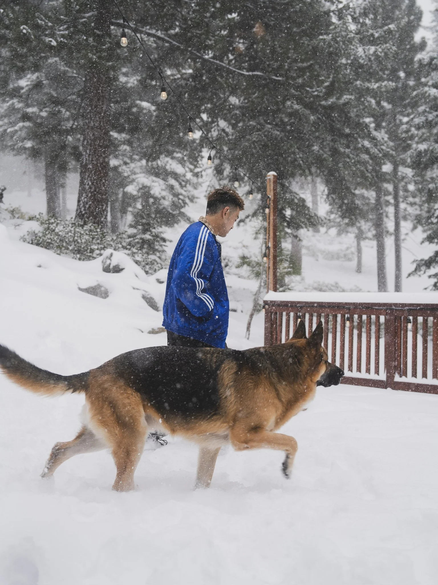 A young man in a blue jacket walking a large German Shepherd dog in a snowy outdoor setting with trees and string lights overhead.