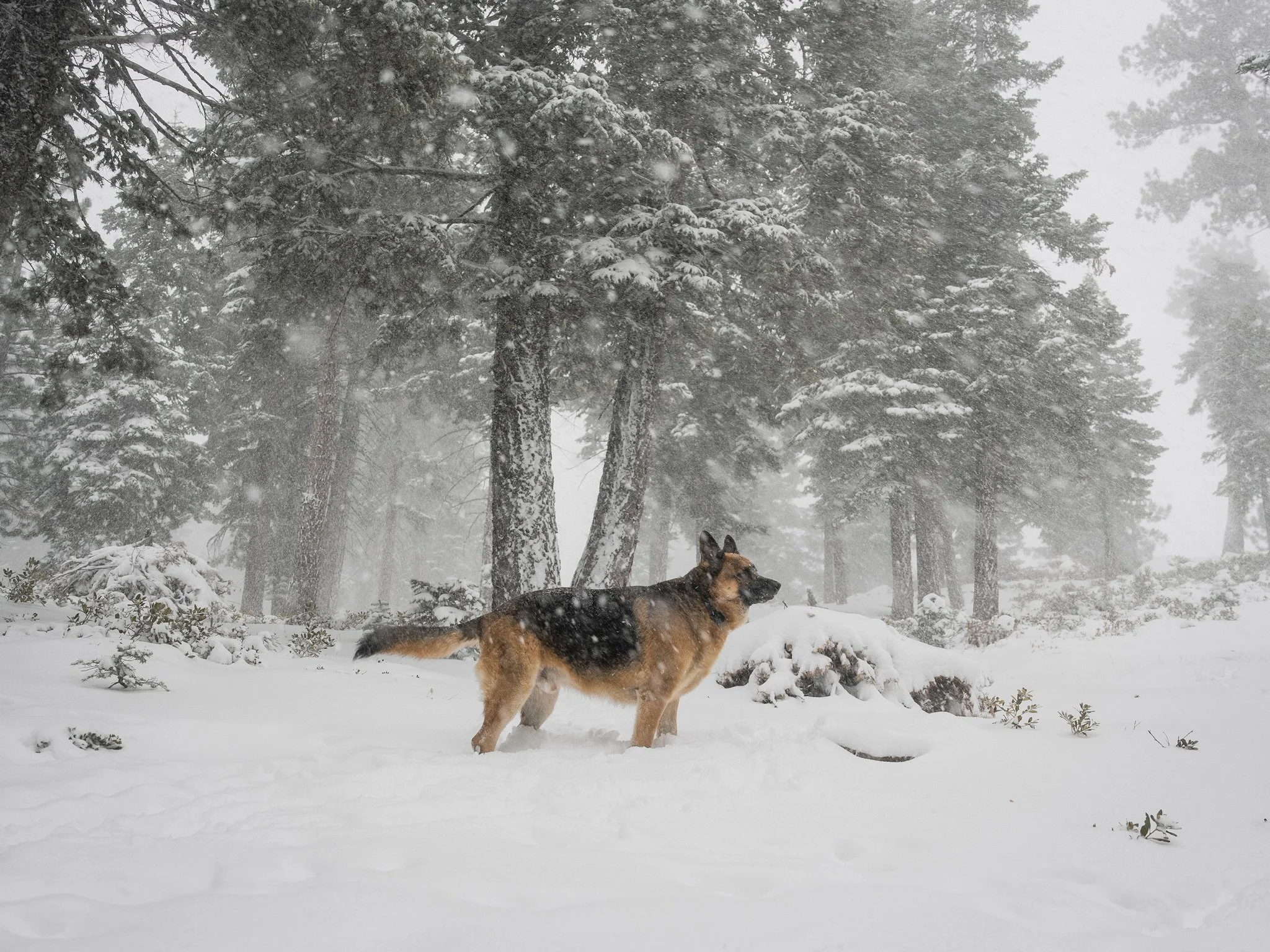 German Shepherd dog standing in snowy forest with snow falling and trees covered in snow.