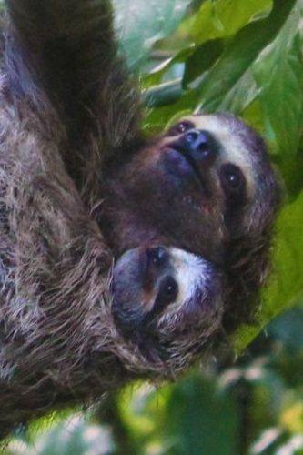 Sloth+and+baby+3_14_18.jpg