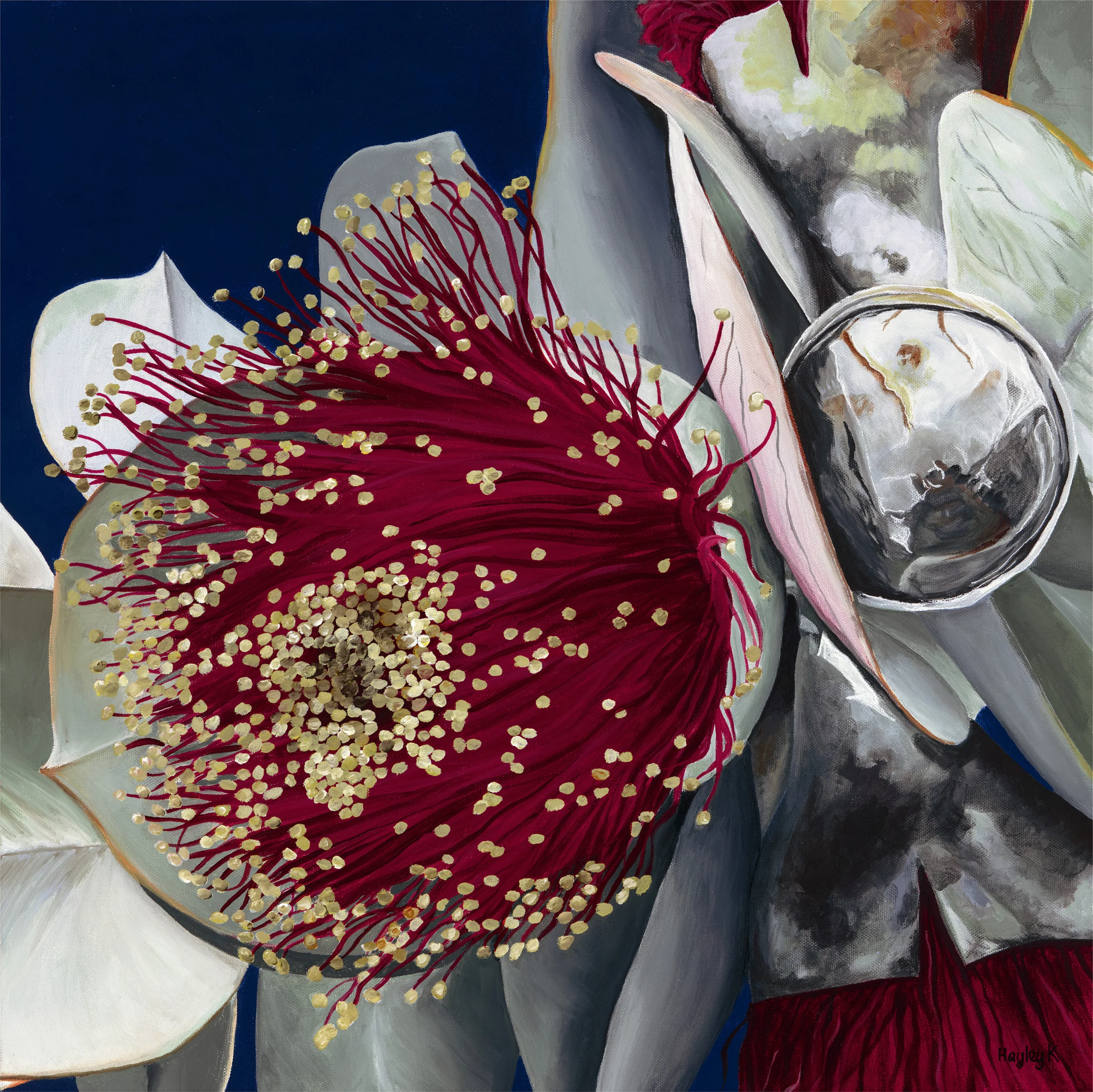Intrinsic Beauty 50.8cm (W) x 50.8cm (H) $500 I live in Western Australia. We are blessed with an abundance of beautiful natural bushland and home to the magnificent Kings park Botanic Gardens. The rose Mallee is endemic to our region and produces these amazing floral gifts for us all wrapped up in silver grey foliage.