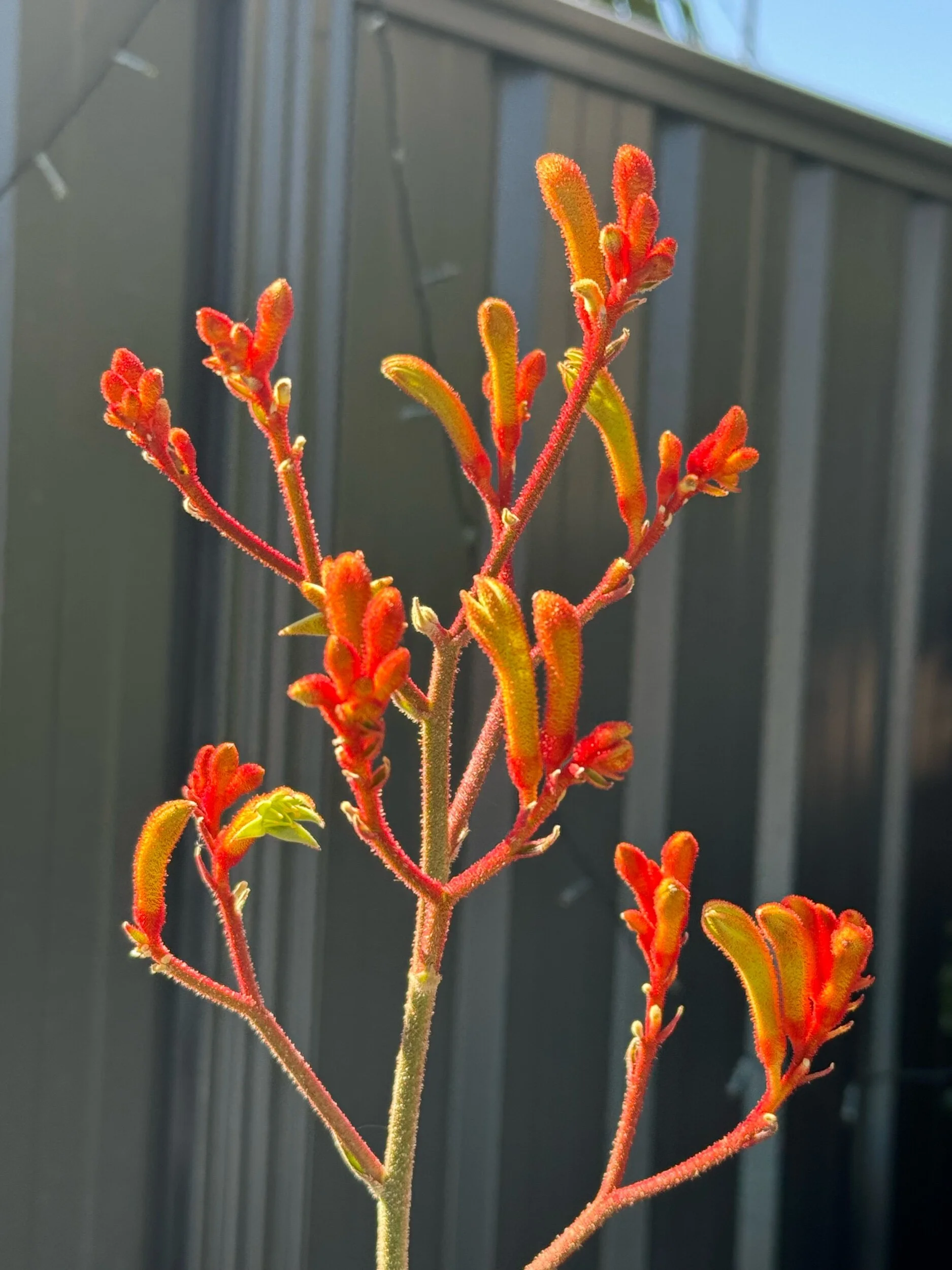 505B24CE-AFA1-4700-BE63-83904BB4C7D1