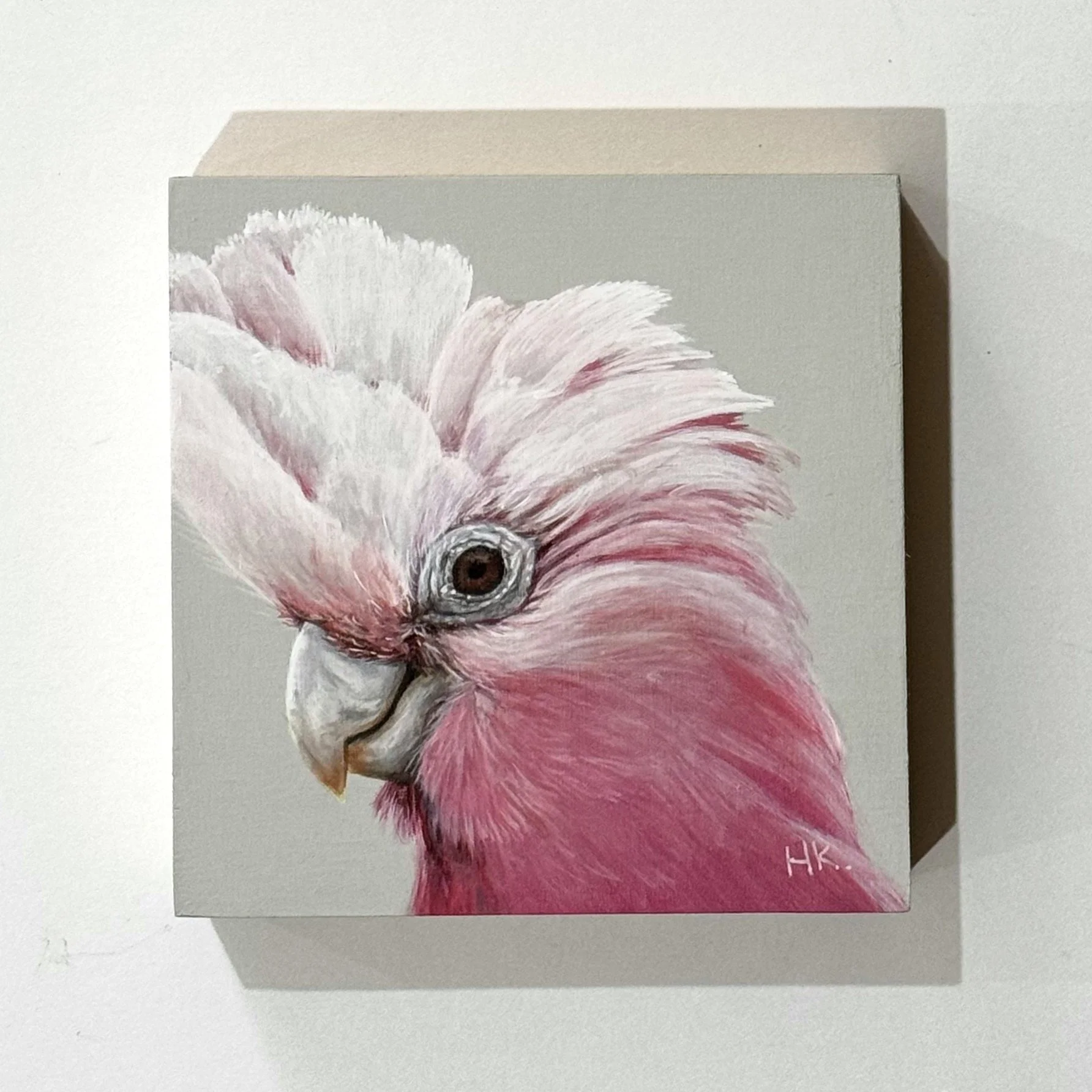 Sweet Splendours 11 - Galah.jpeg