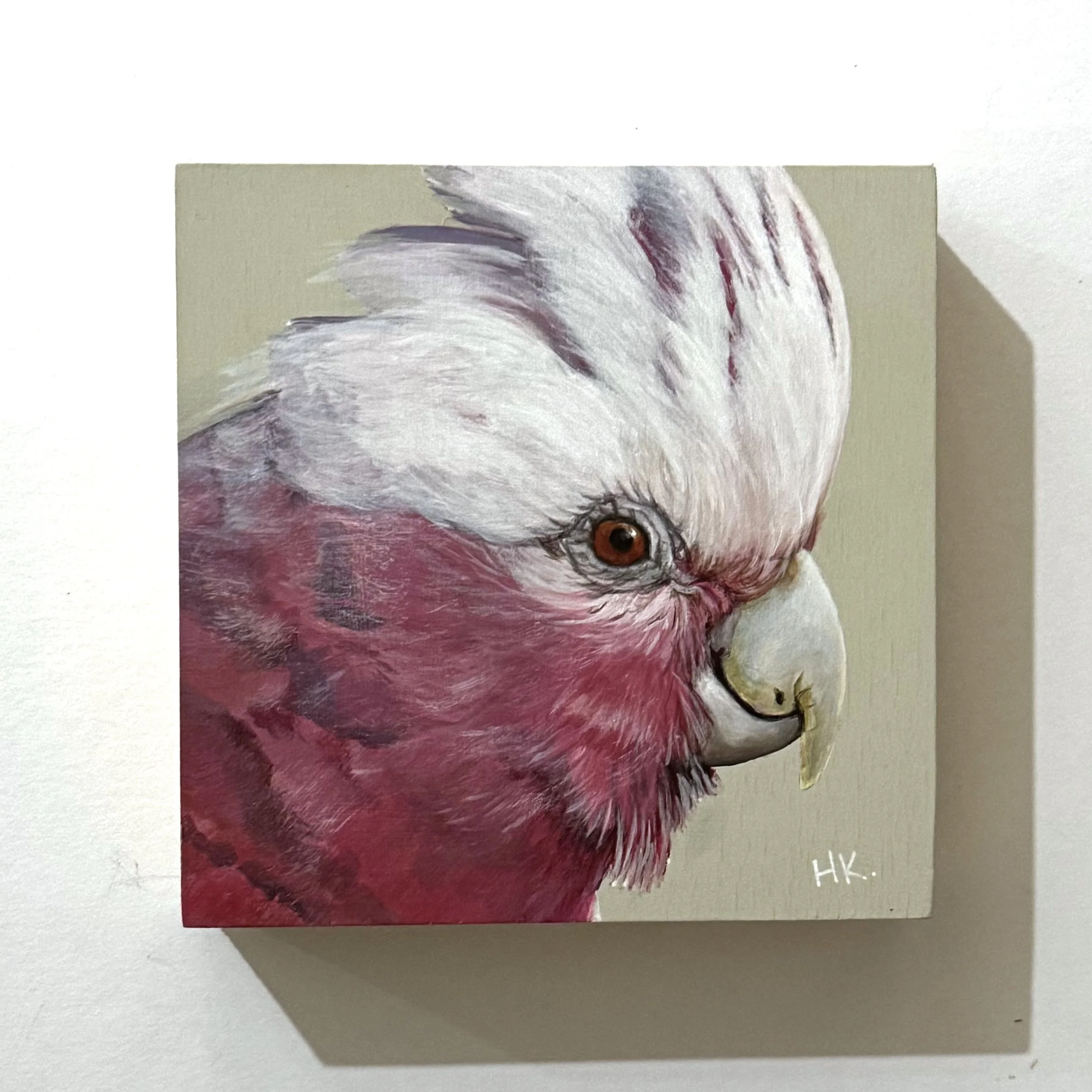 Sweet Splendours 10 - Galah.jpeg