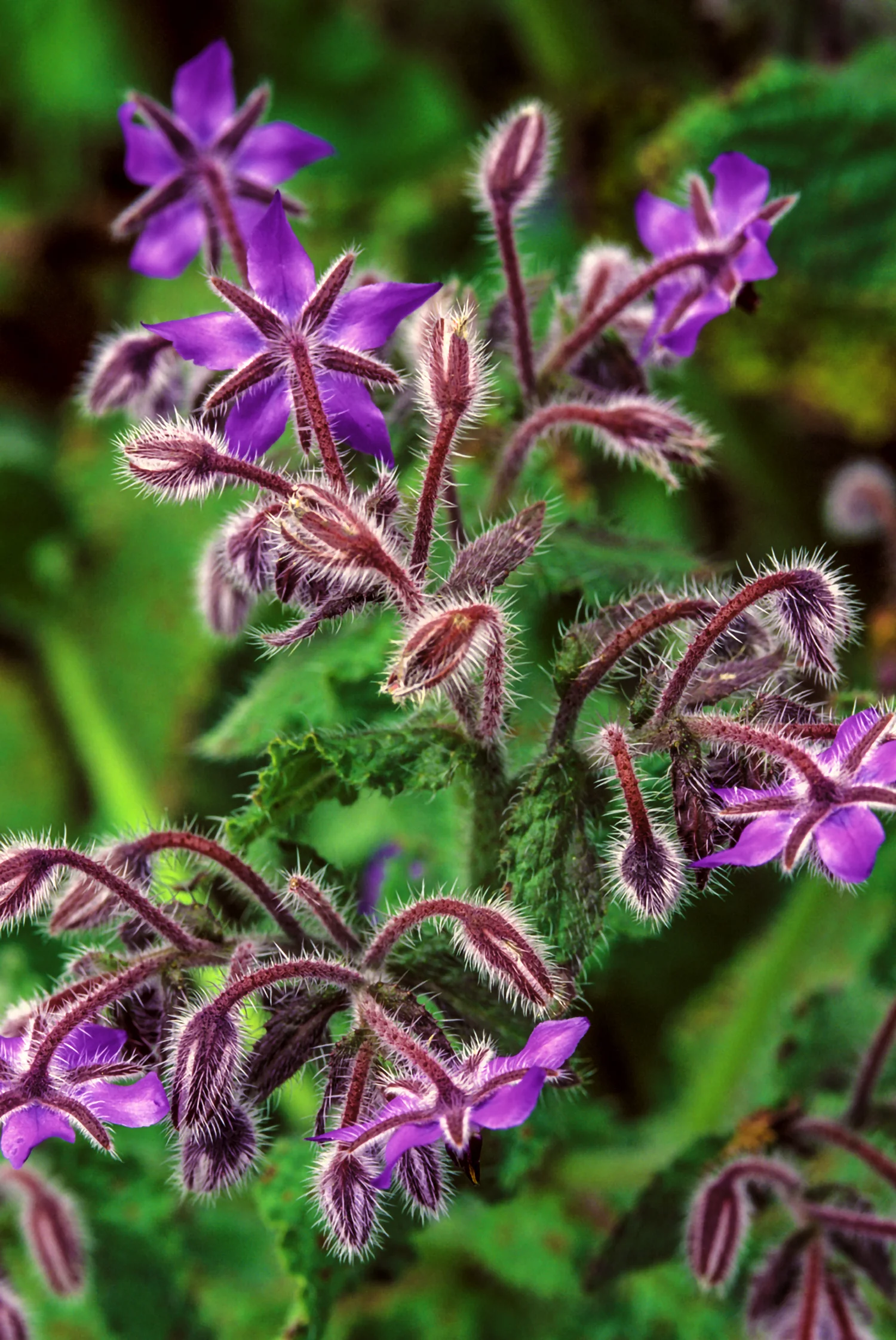 PUPRAL FLOWERS ZION .jpg