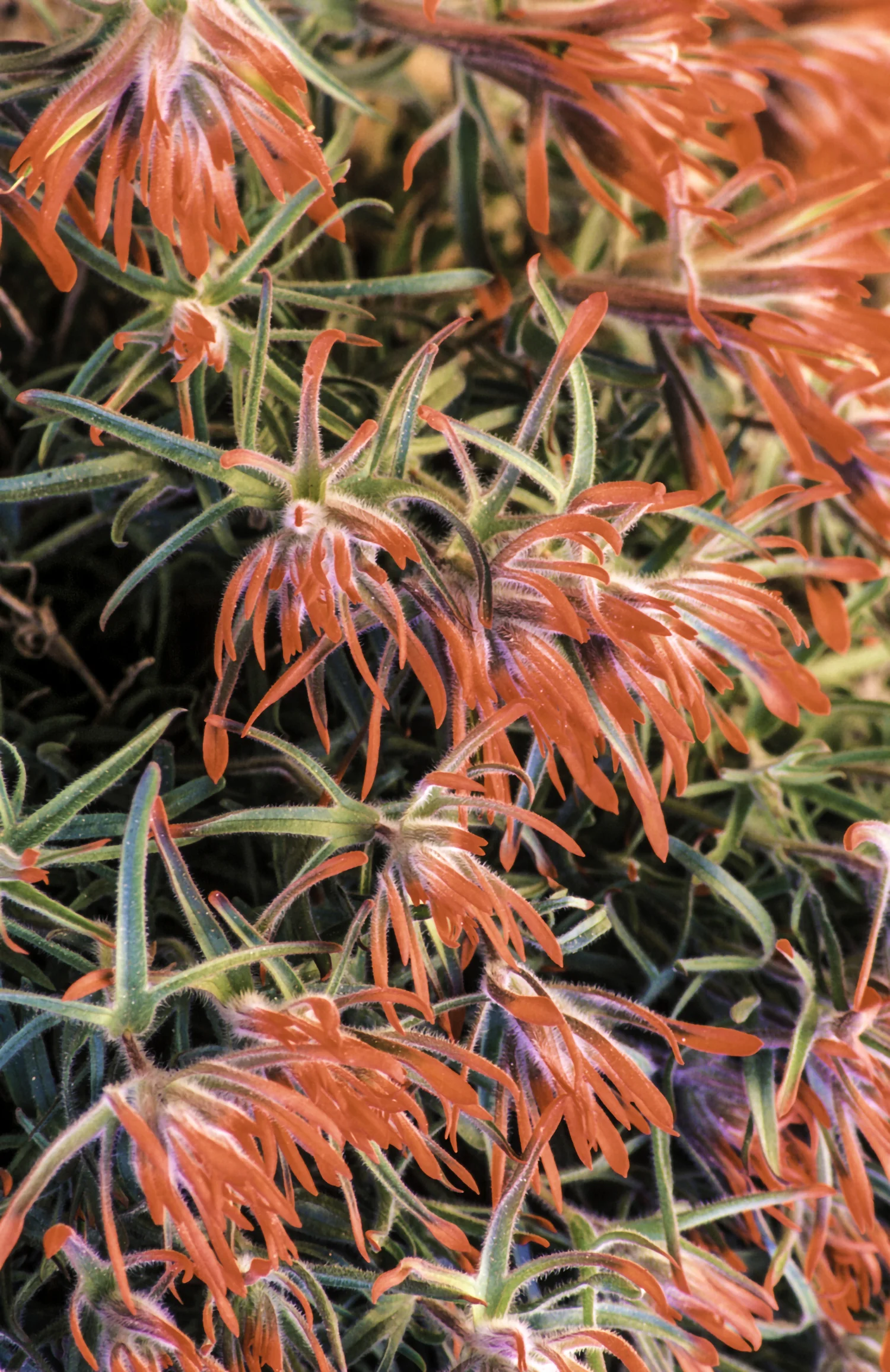 RED FLOWERS WORKED.jpg