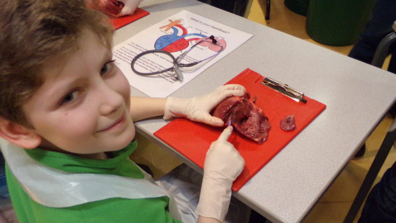 heart-dissection-thackray-medical-museum-january-2016-danny-hirst-800x450.jpg