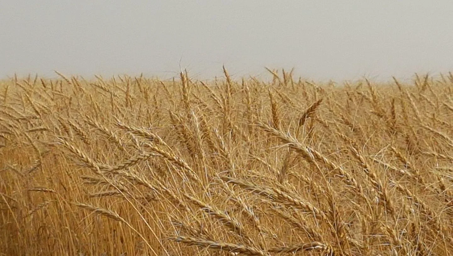 IMG_1555 - Keith Dale.jpeg