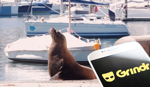 seal_grindr.jpg