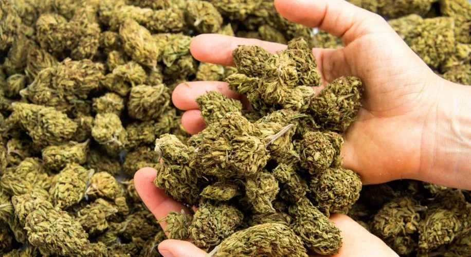 cal_cannabis_regulations_nov2017_WIDE.jpg