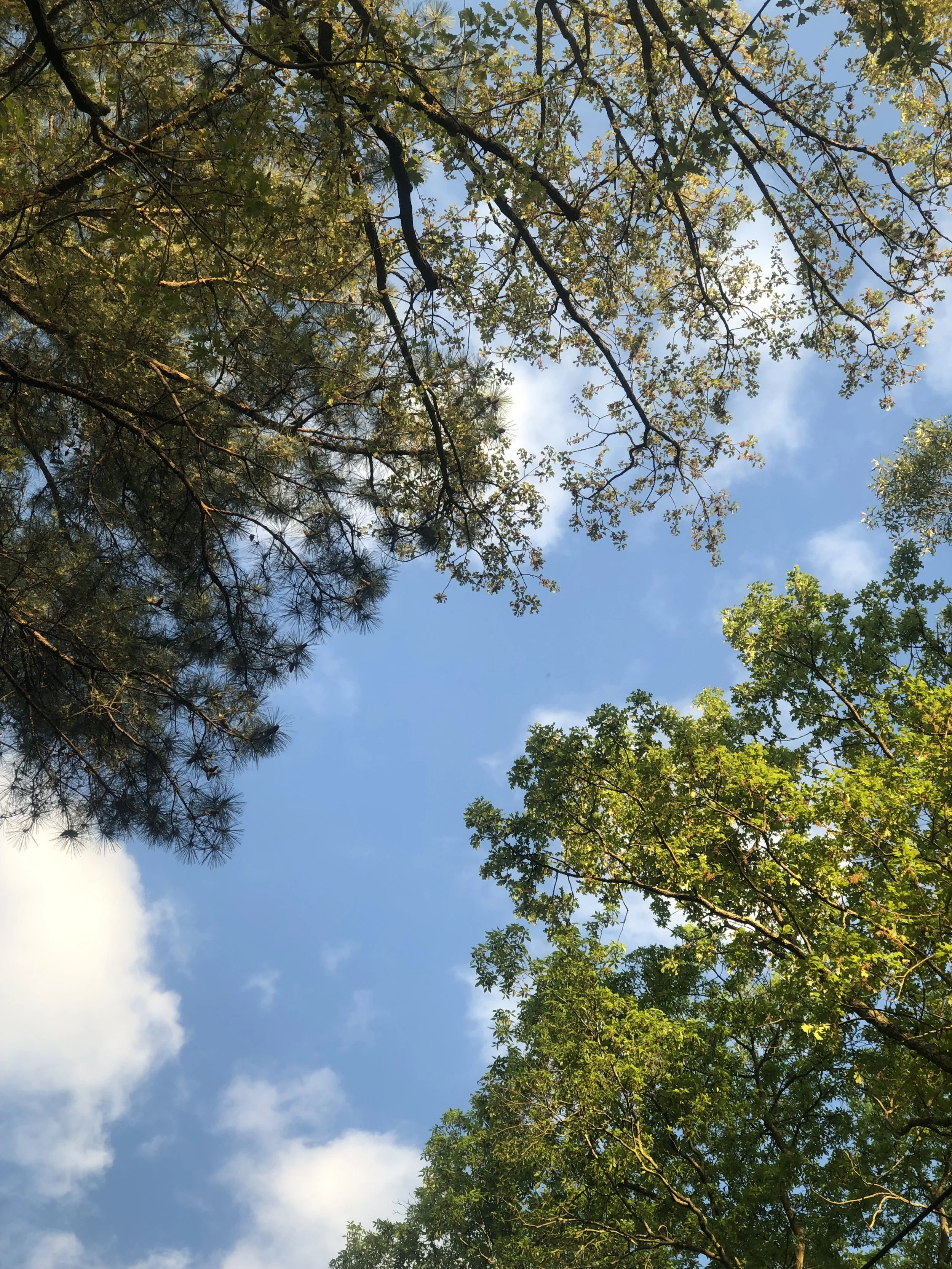 “Shades of Life”: Oliver McCarty's Resplendent Sojourn into the Human Experience