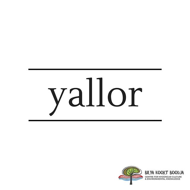 .⠀
// Learn Nyoongar Language // ⠀
. ⠀
Yallor - Songs⠀
. ⠀
#BilyaKoortBoodja⠀
#NyoongarCulture⠀
#Environmental⠀
#BKBCentre⠀
#Northam
