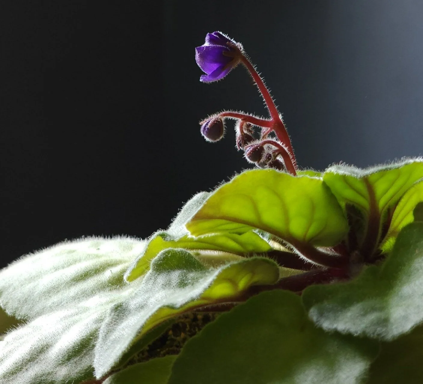 8.7.2023 - African Violets 