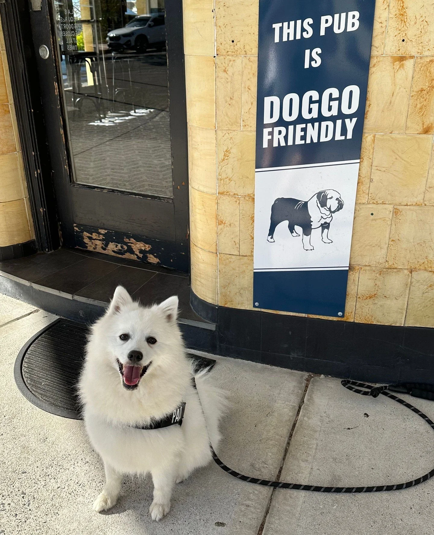 🐶 Did you know we have two outdoor dog-friendly areas? See you at the The Blues when you're out on walkies 😜🍺💙 #thelocalslocal
