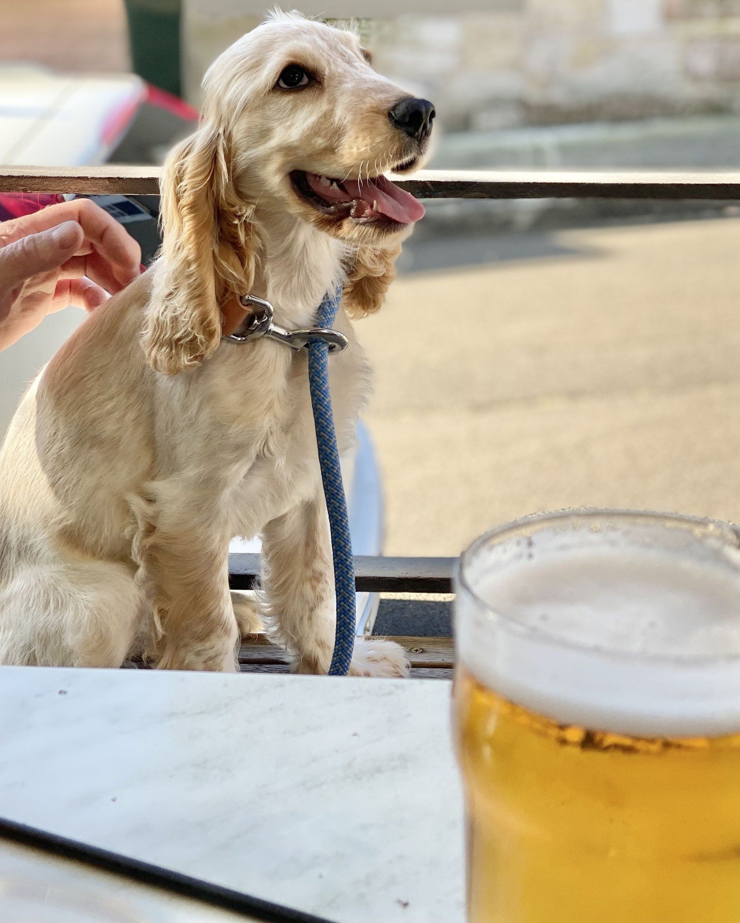 🐶 Did you know we have two outdoor dog-friendly areas? See you at the The Blues when you're out on walkies 😜🍺💙 #thelocalslocal 🐾 ⁠