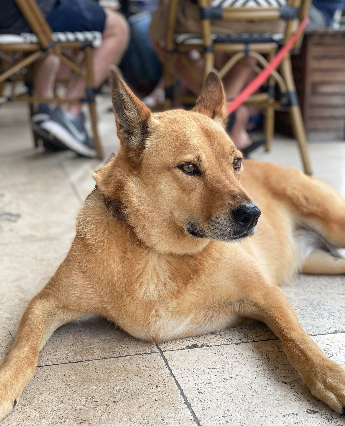 Lazy days @thbluespoint ☀️🐶⁠
✔ two outdoor doggo friendly⁠ areas⁠
✔proudly pokie free⁠
✔20 beers on tap⁠
✔delicious pub meals⁠
✔boutique accommodation⁠
#thelocalslocal #mcmahonspoint ⁠
⁠