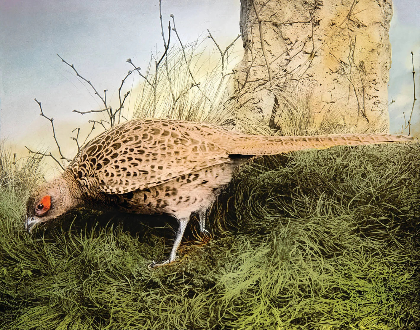 PHEASANT FROM BIRD ORNITHOLOGY - ENGLAND C1900