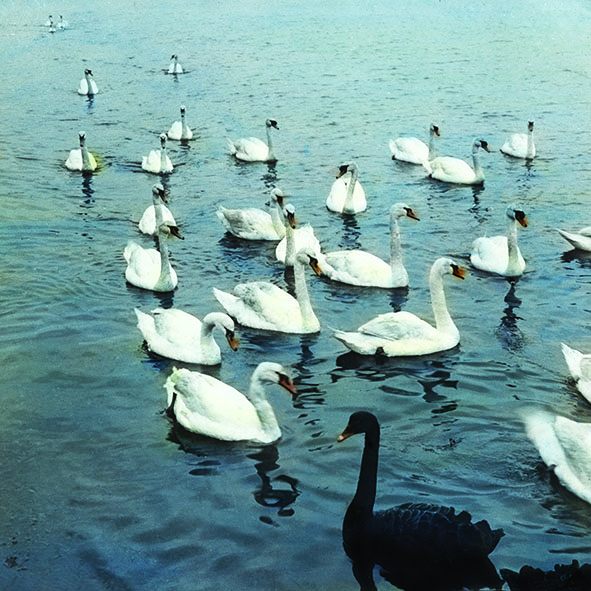 swan.jpeg