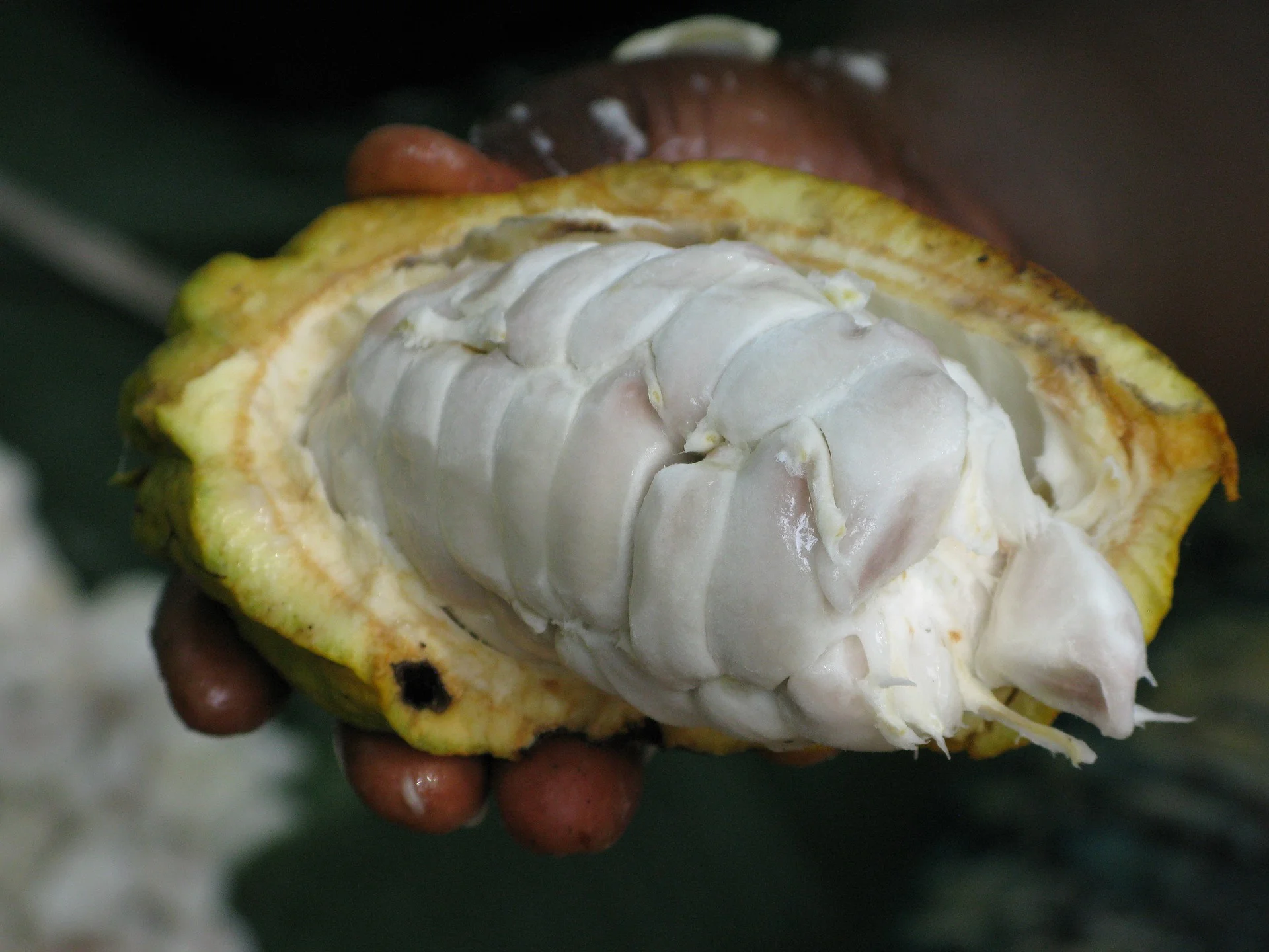 cocoa-2422040_1920.jpg
