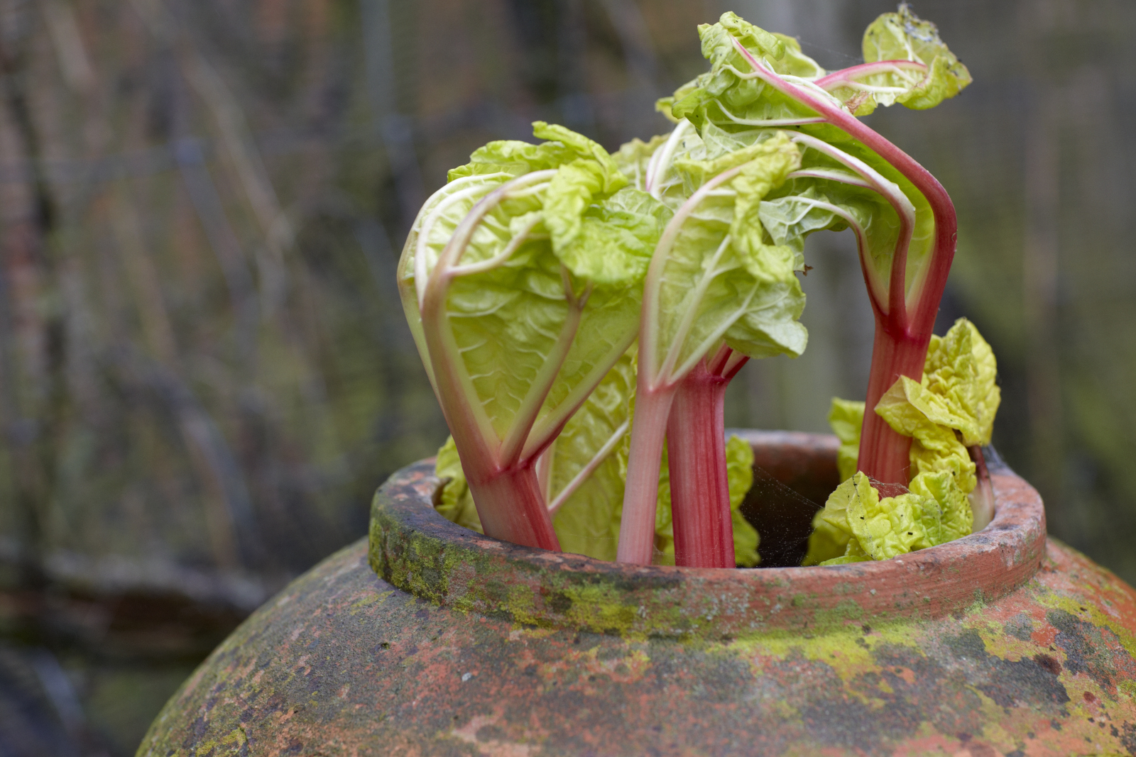 Green rhubarb leaves and pink stems poking out of a traditional terracotta jar.