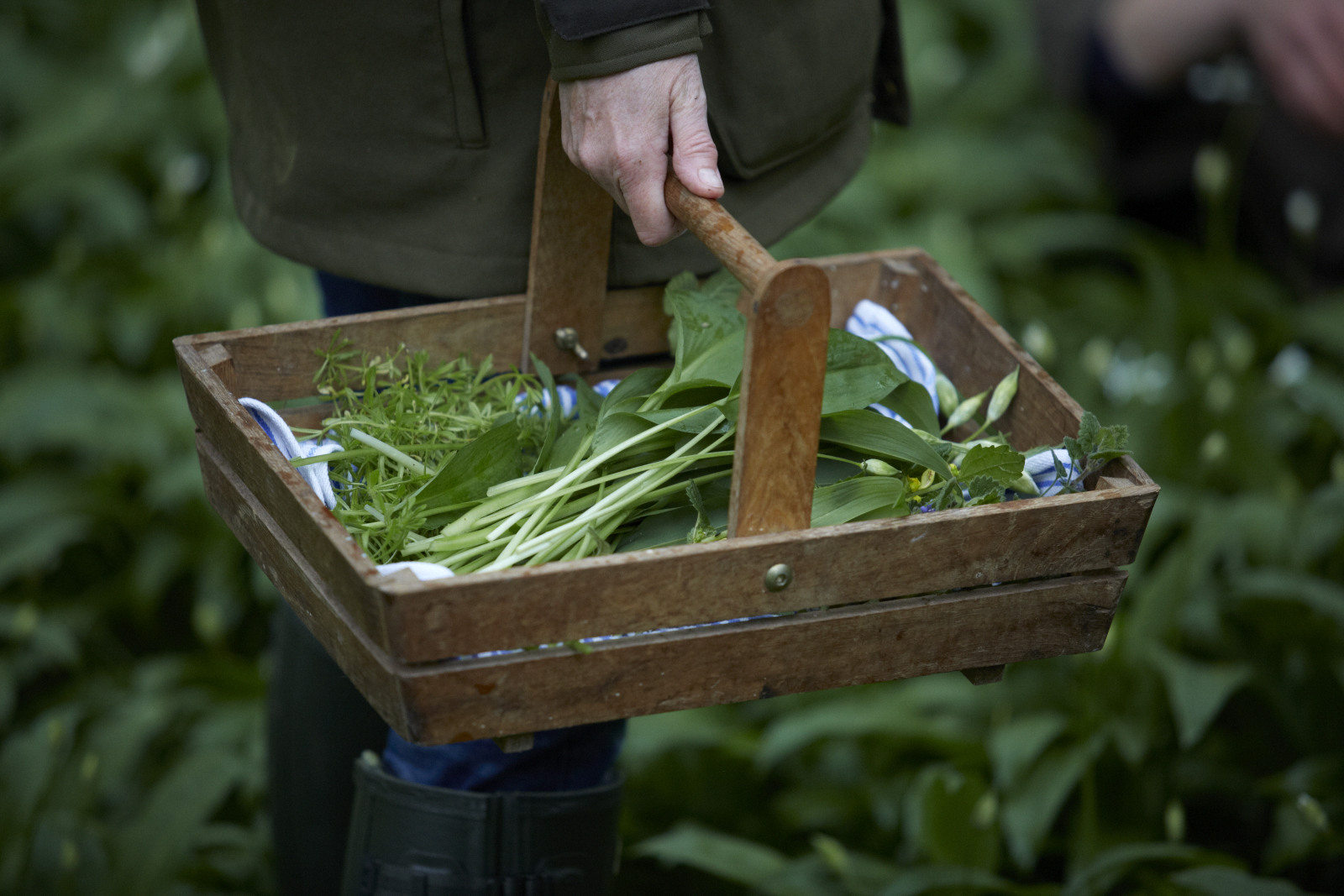 Woman standing in outdoor clothes holding plant trug filled with foraged foods such as fennel and wild garlic