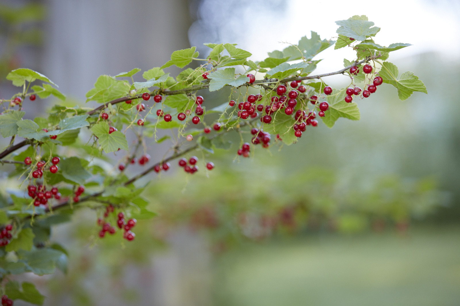 Redcurrant branch with redcurrants and leaves