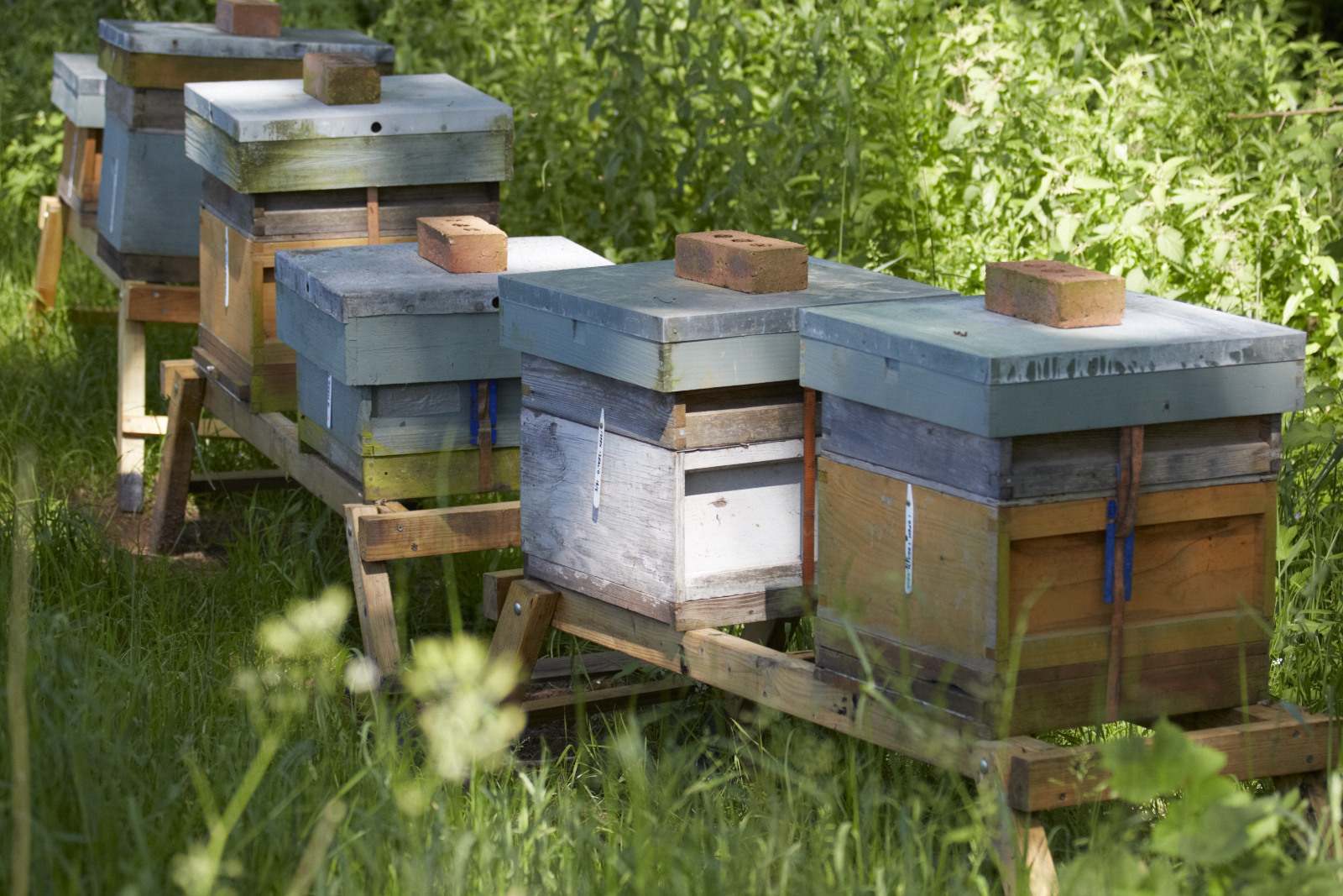 five small beehives resting on wooden stands in a summer meadow