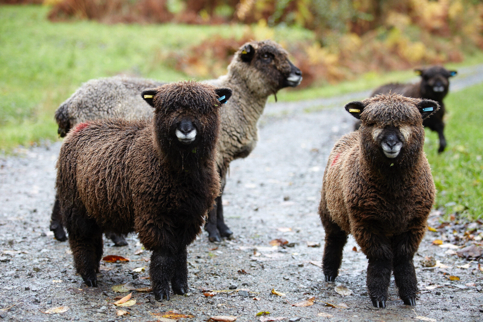 Three fluffy dark brown sheep straing at the camera on a countryside track