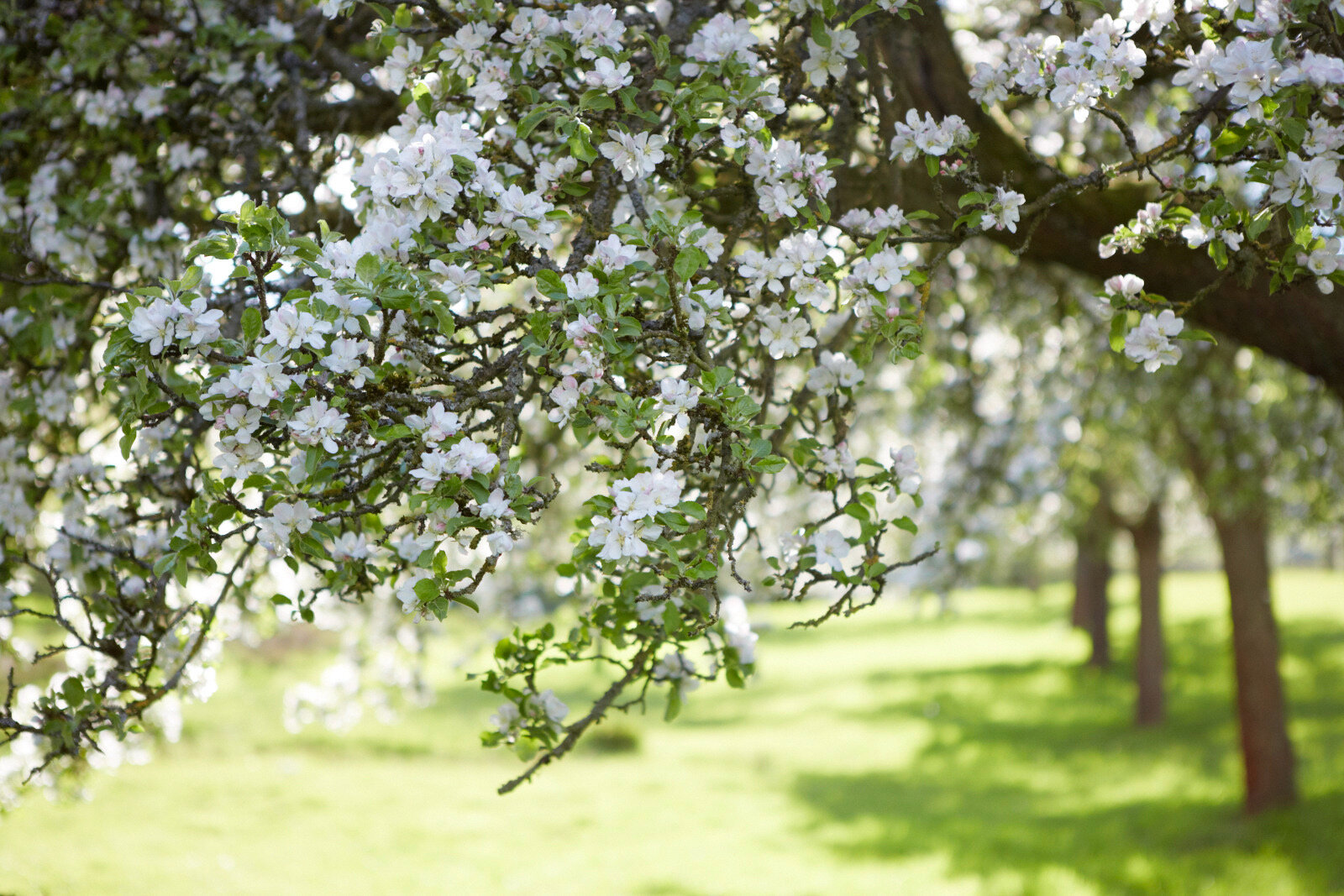 White orchard blossom in Spring