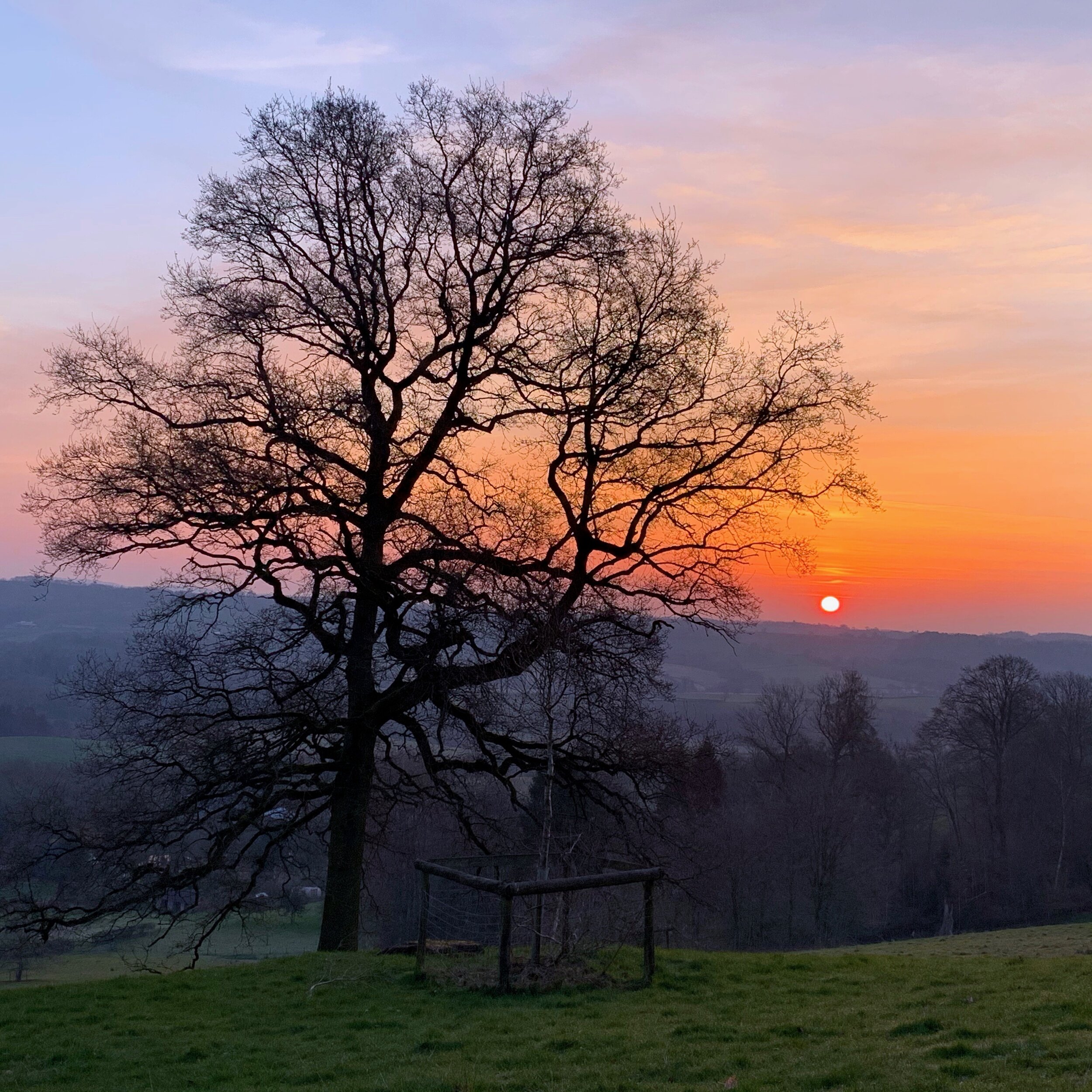 Winter tree on green rural hill with red orange sunset in the distance