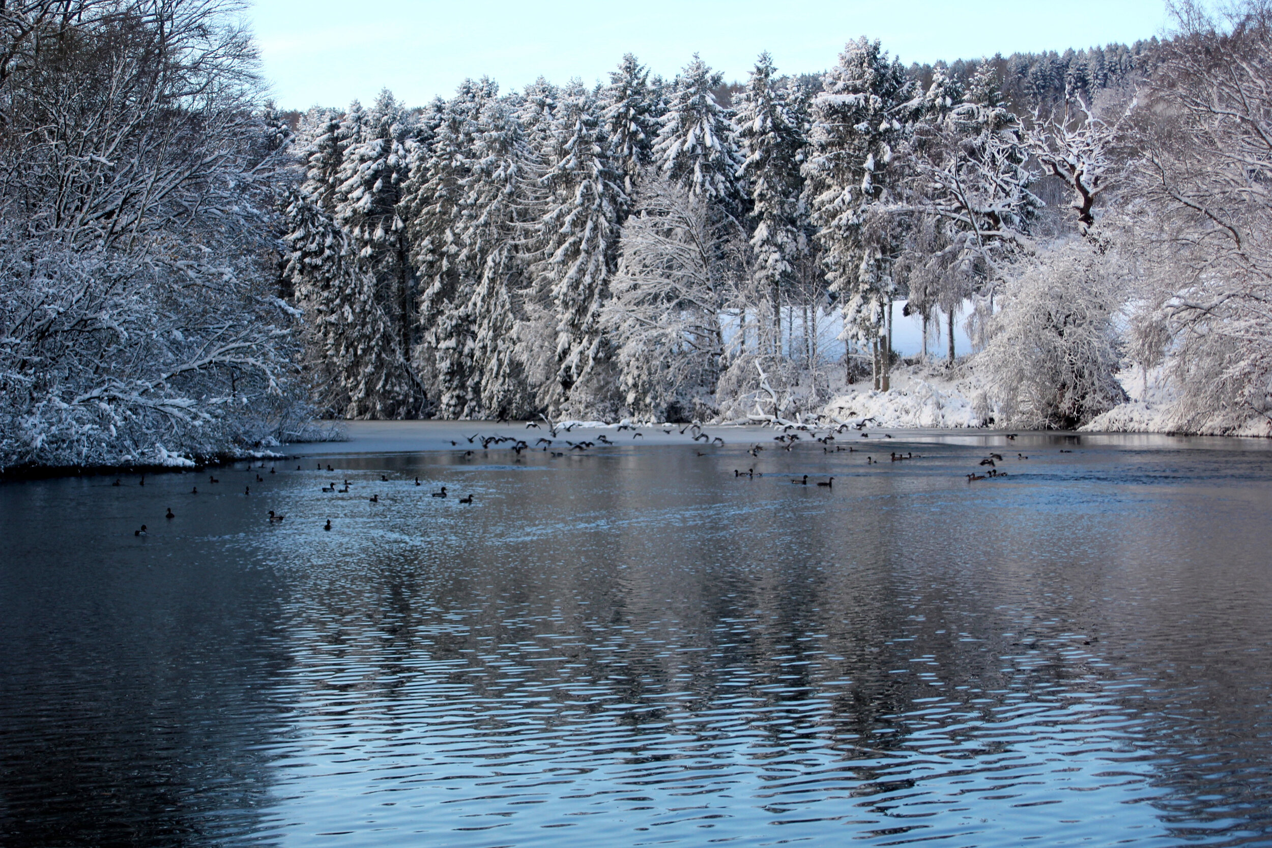 Snow covered lake scene with tall pine trees and ducks in the lake 