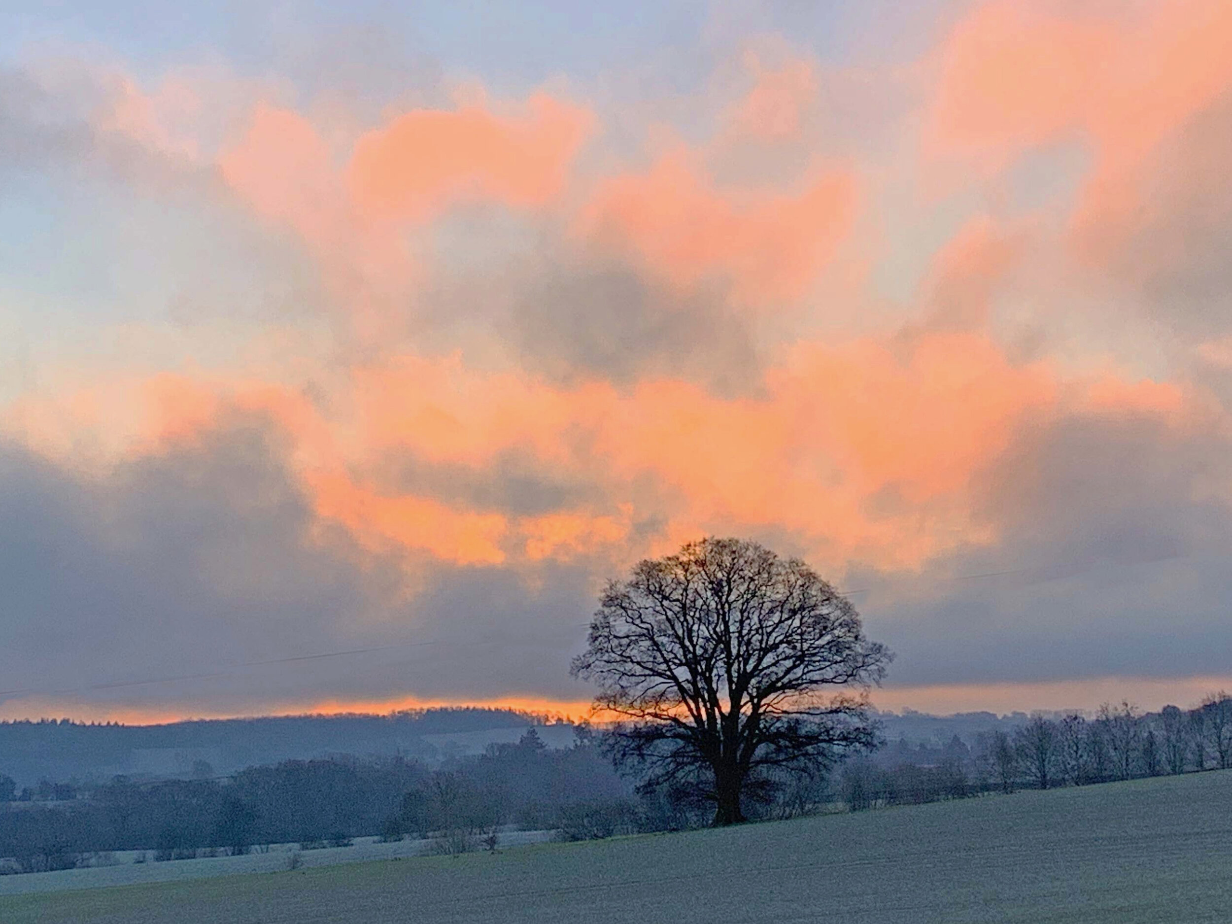 Wintery rural vista with frosty field and large oak tree. Red orange pink sunset in the background