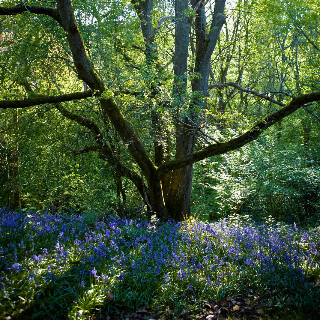 Spring woodland scene with bluebell covered floor and leafy oak trees