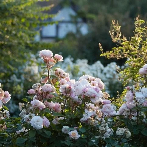 Now or never! (or at least, not till next year). This is the last day of our Open Garden in aid of @nationalgardenscheme charities and John Piper pictures from @fiftiesart. Gardens and art - the perfect way to spend a Sunday! . We are open from 10am-