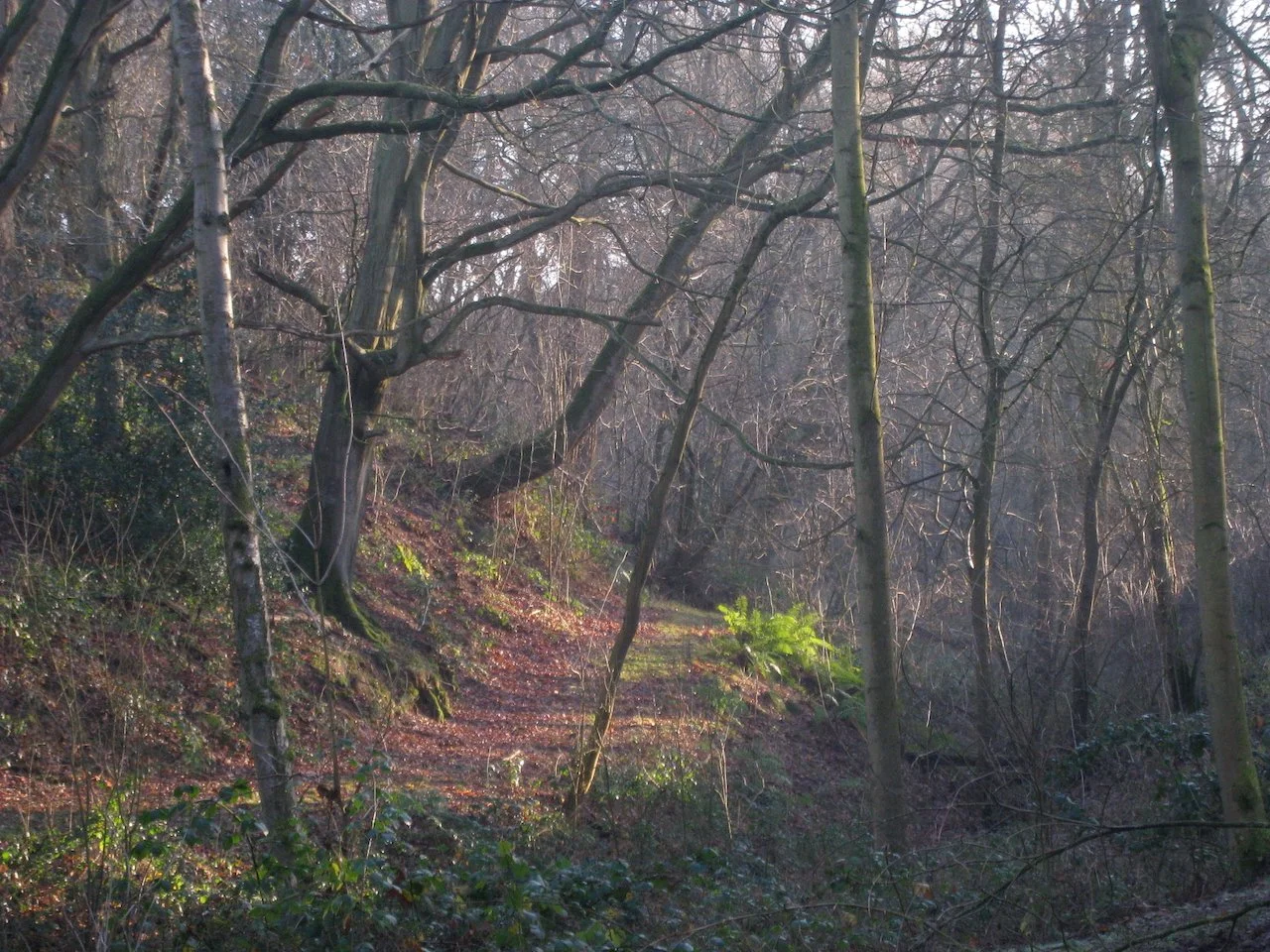 Woodland Path.jpeg