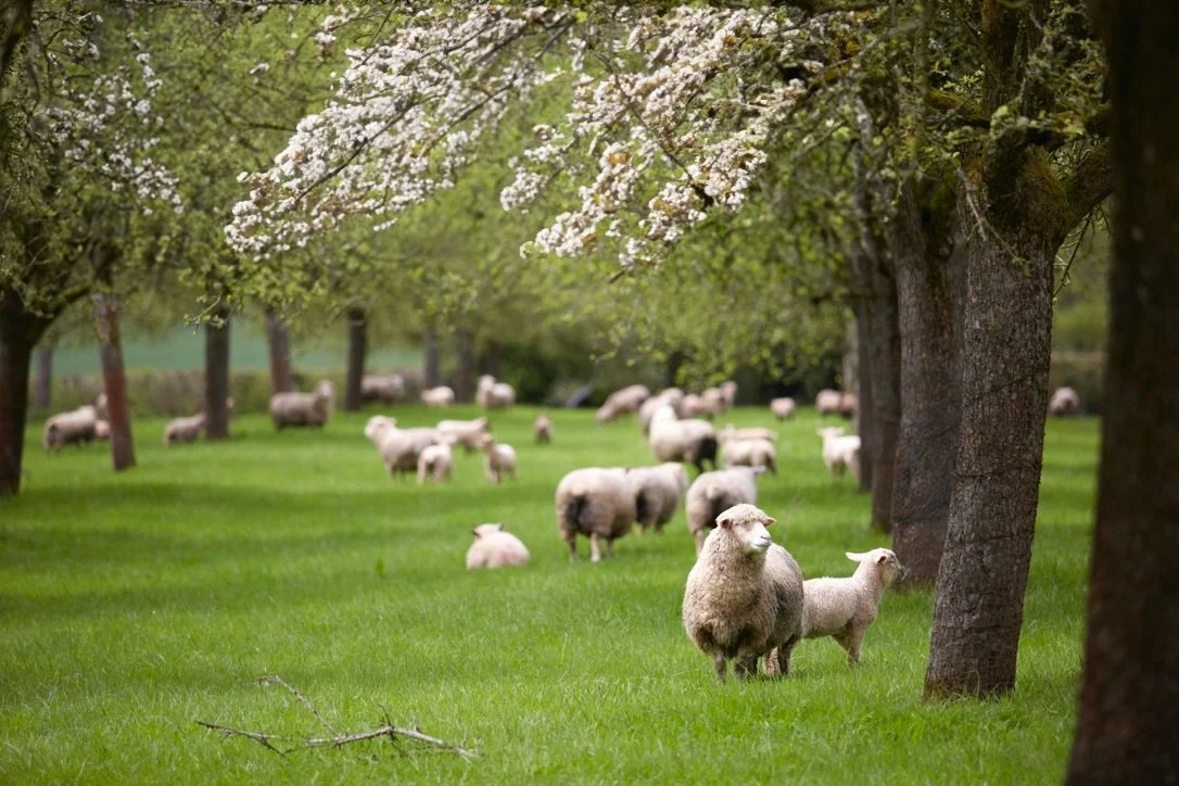 Sheep in orchard copy.jpeg