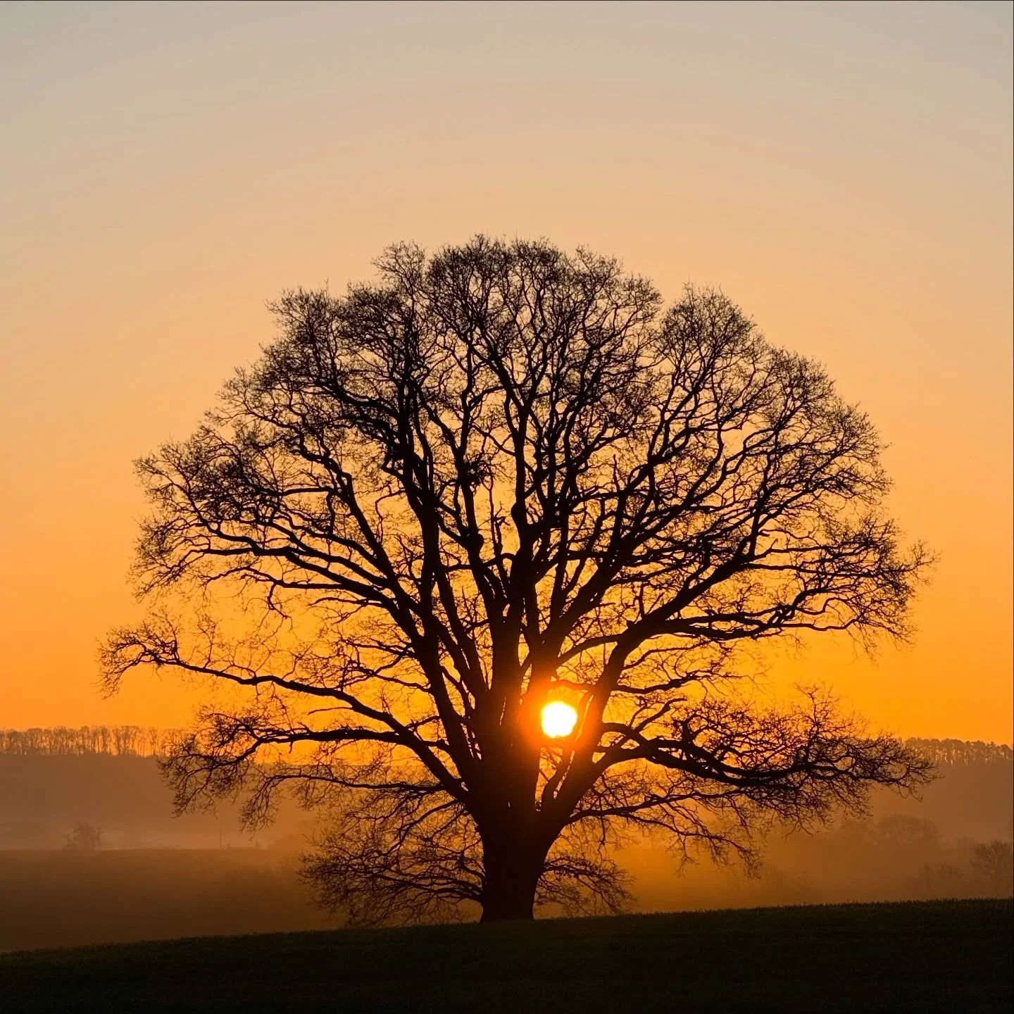 The very best way to start the day&hellip;
 

#sunrise #treeoftheday #englishcountryside #netherwoodestate #nofilterneeded