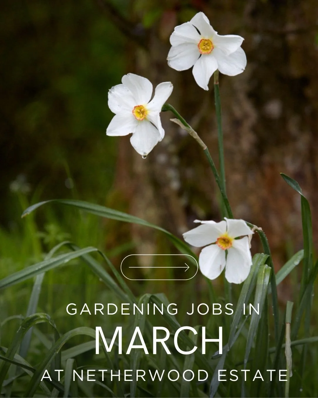 March has been a busy old time in the garden at Netherwood.
We would love to know what you&rsquo;ve been doing in your gardens, and if you&rsquo;re as excited as we are that everything is starting to GROW finally!?
Our gardens will be open for a few 