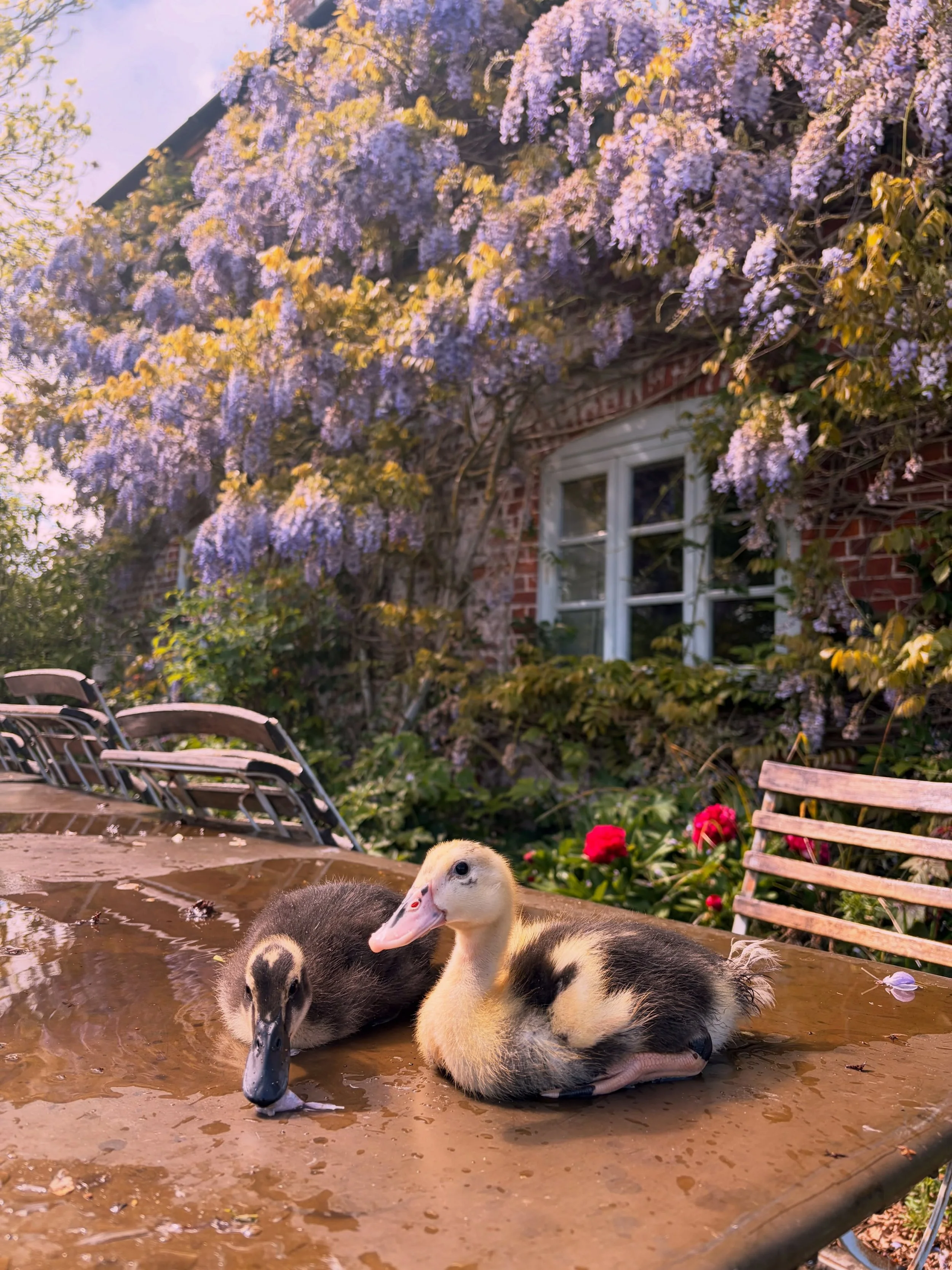 Not sure what is sweeter, the Netherwood ducklings or the smell of the Freeth&rsquo;s enormous wisteria in full bloom at the moment!

The garden at The Freeth is looking spectacular. There&rsquo;s still a couple of weekends left this summer if you&rs
