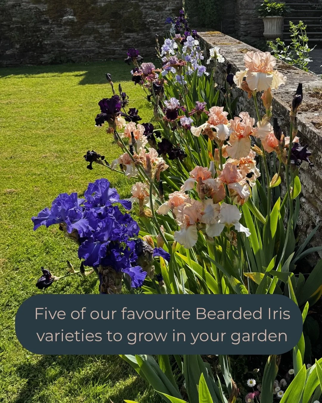 We absolutely love Bearded Irises. They&rsquo;ve become a firm favourite in our gardens over the years and we keep finding spaces to dedicate to more varieties!
They produce such beautifully scented, glamorous displays every June and they are a real 