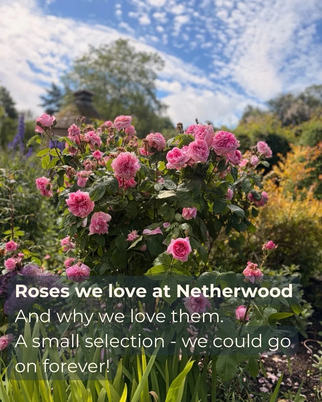 A very small selection of our favourite roses at Netherwood. We are lucky to have so many of these beautiful plants all over the estate, and every year we are treated to spectacular displays of colour and scent. Very tricky to even choose a few favou