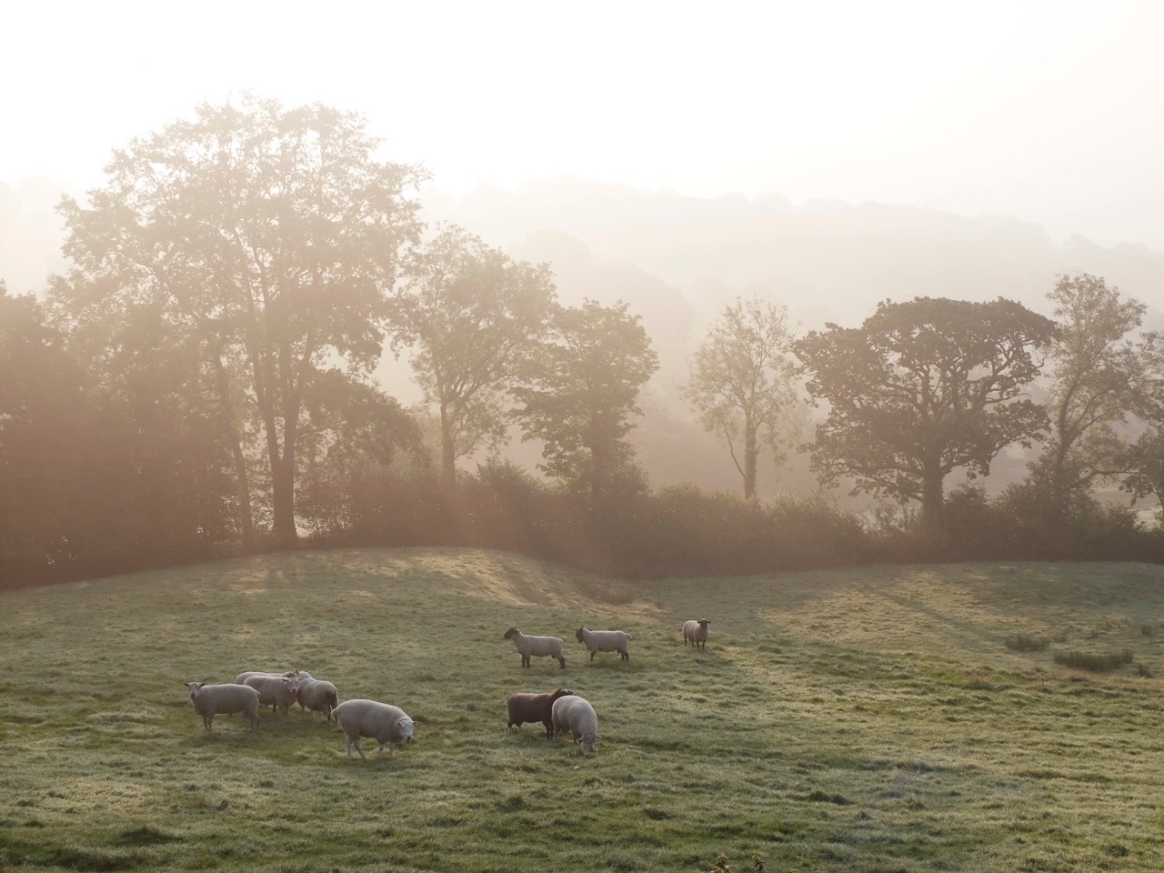 Clayhidon Autumn Morning Mist.jpeg