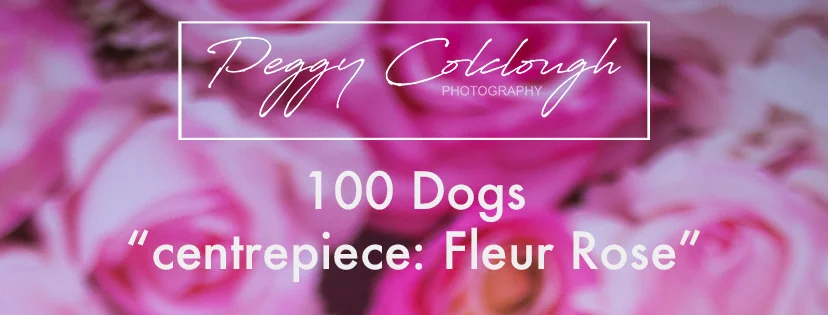 BANNER_ROSE.jpg