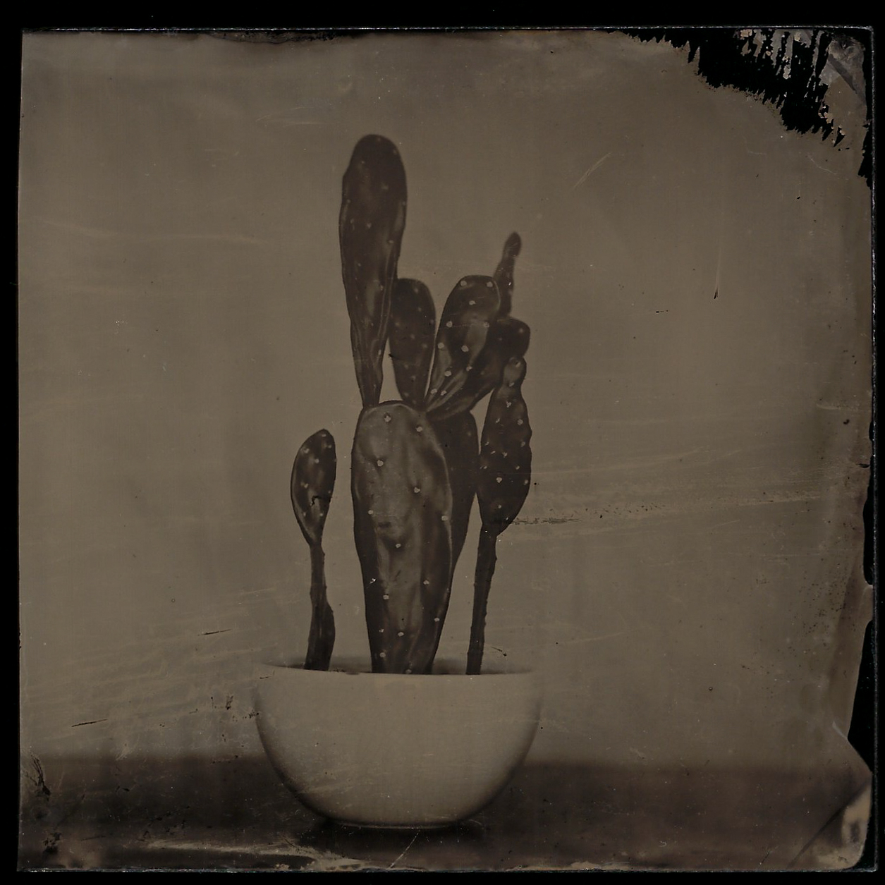 Cactus 4.jpg