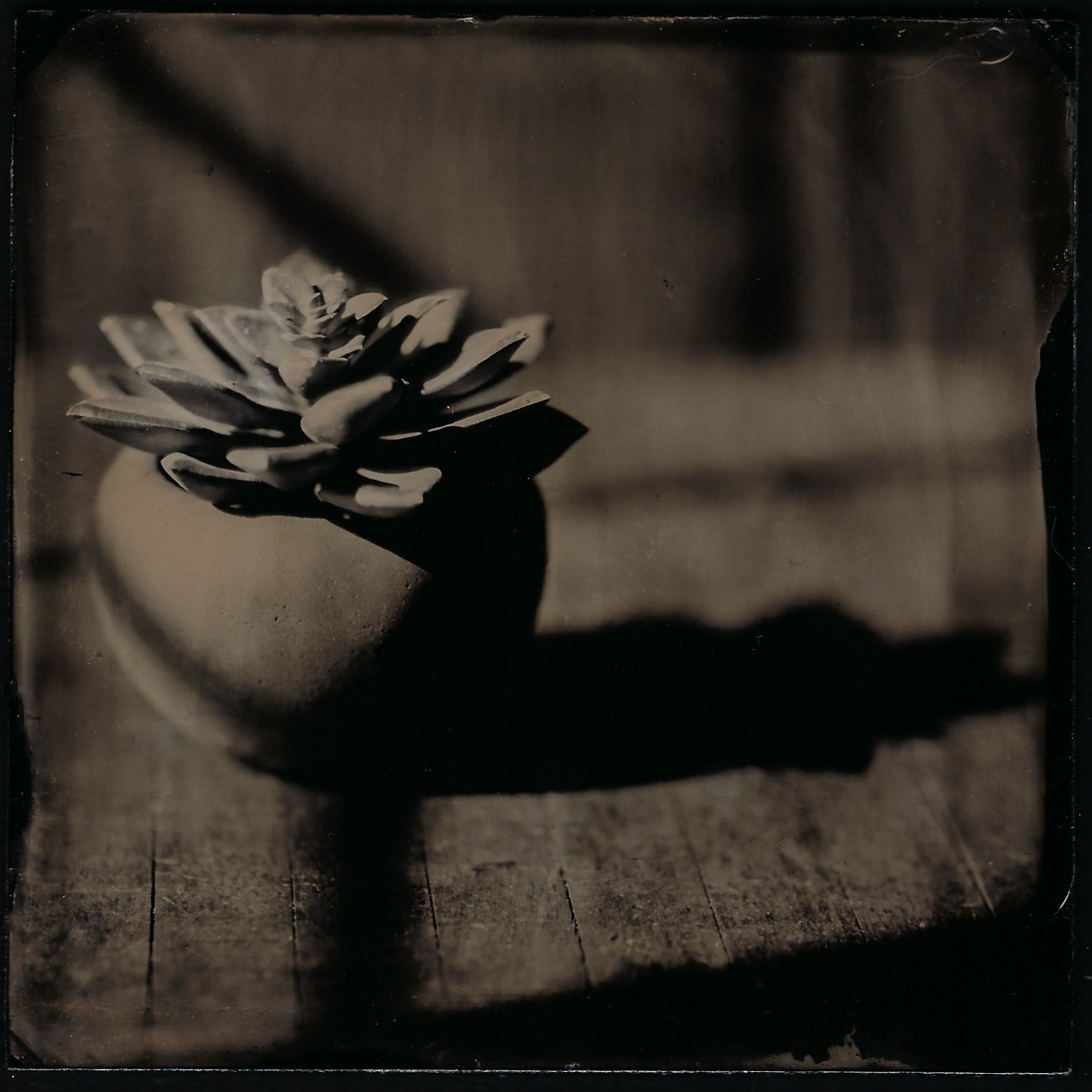 Succulent 1.jpg