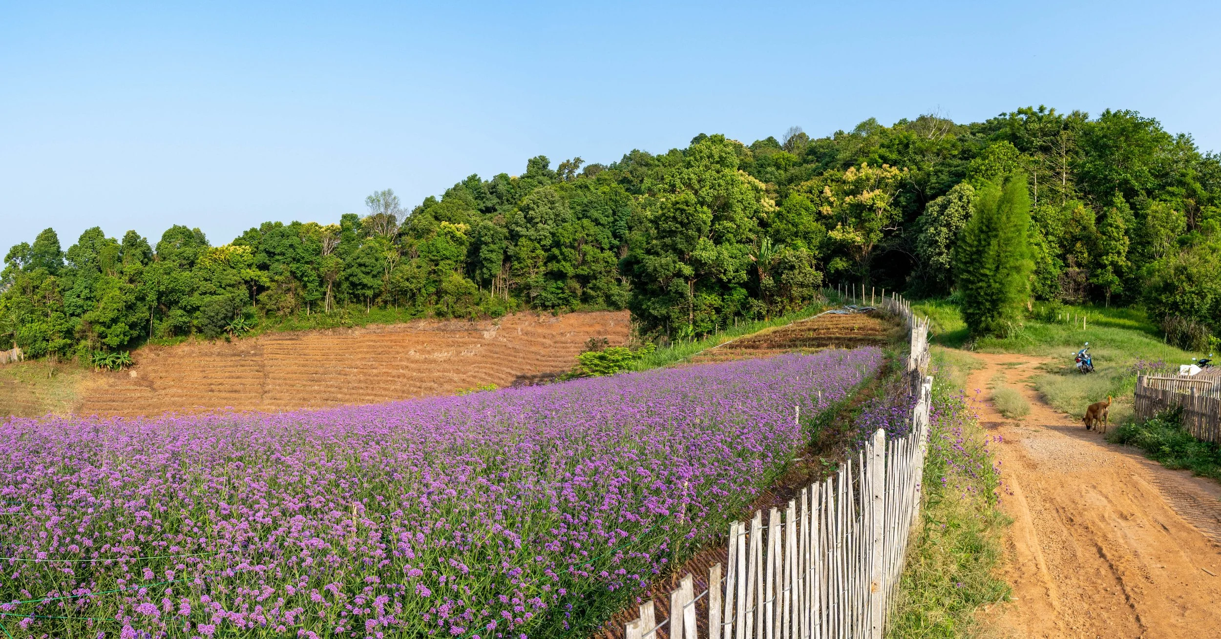 Field of Purple Flowers and Bamboo Fence.jpg