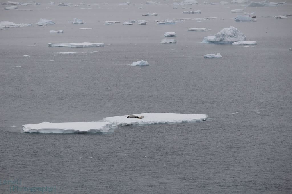 Crabeater Seals at Portal Point