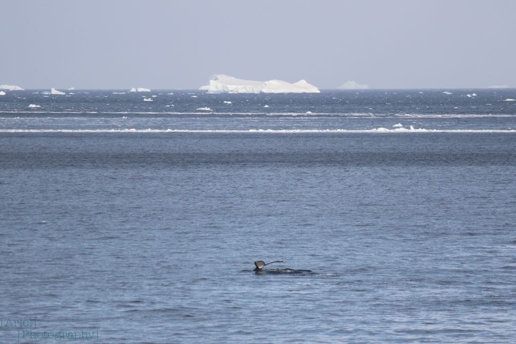 Humpback whale sighting in the Gerlache Straight