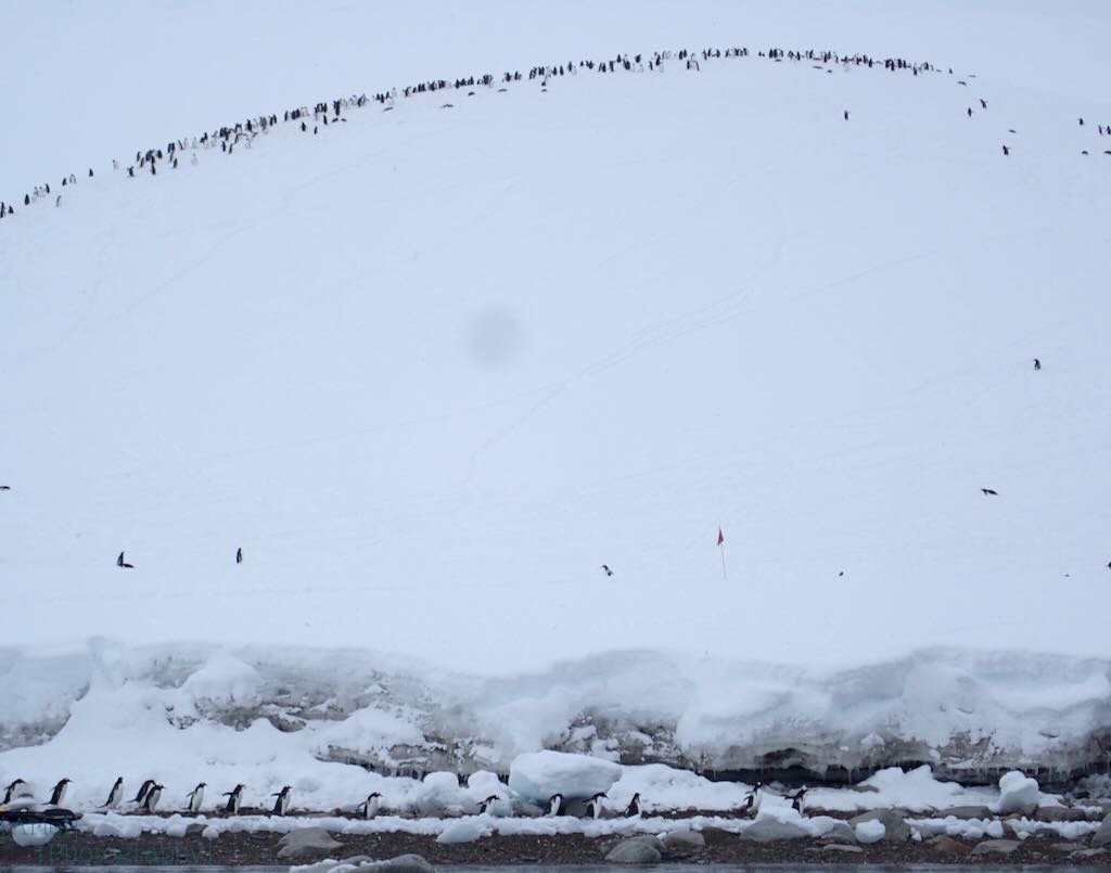 First view of a Gentoo penguin colony